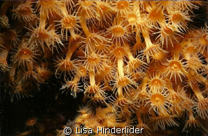 Colonial polyps- Catalina Island by Lisa Hinderlider 